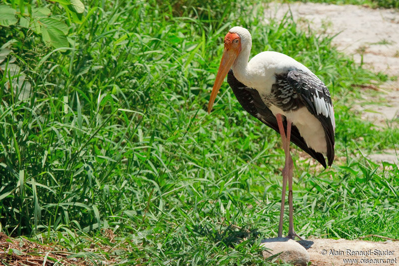 Painted Stork, identification