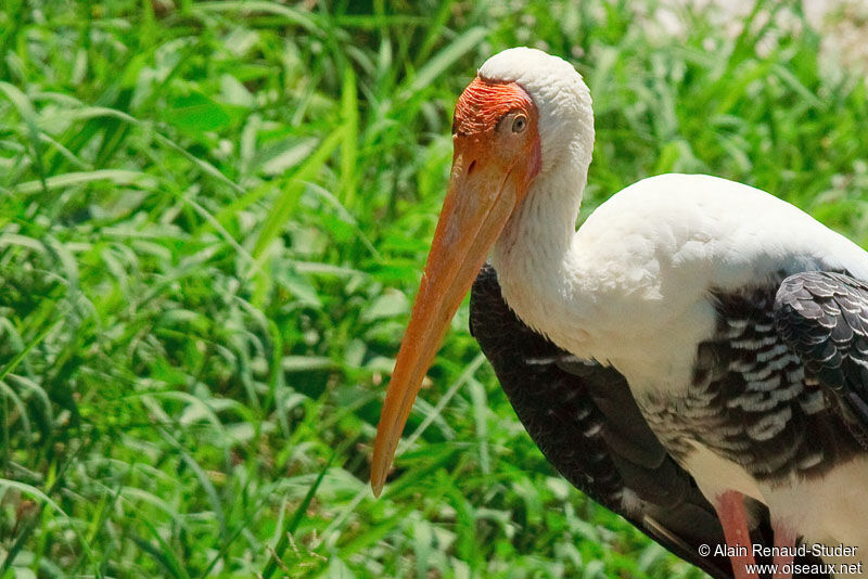 Tantale indien, identification