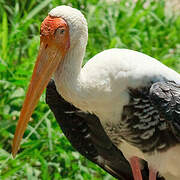 Painted Stork