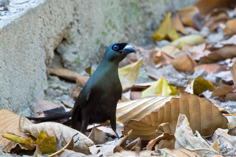 Racket-tailed Treepie