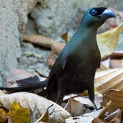 Racket-tailed Treepie