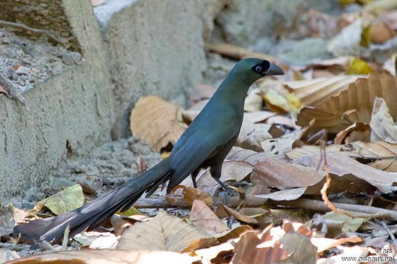 Témia bronzée, identification