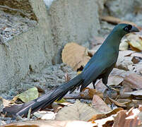 Racket-tailed Treepie