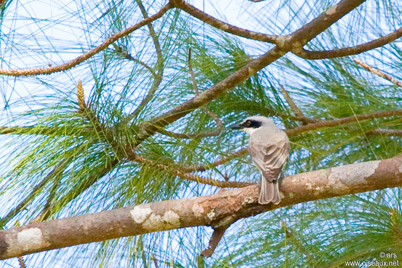 Large Woodshrike, identification