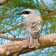 Large Woodshrike