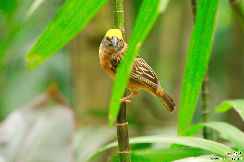 Baya Weaver, identification