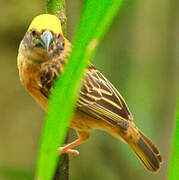 Baya Weaver