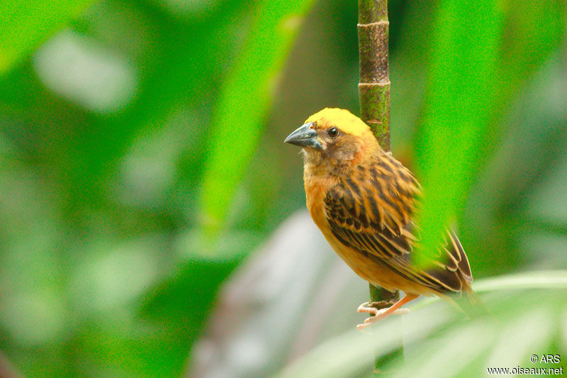 Baya Weaver, identification