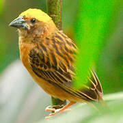 Baya Weaver