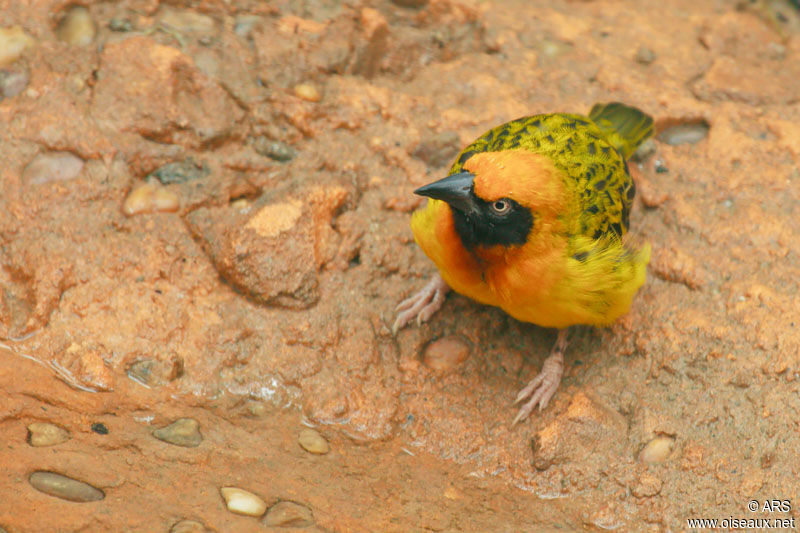 Speke's Weaver, identification