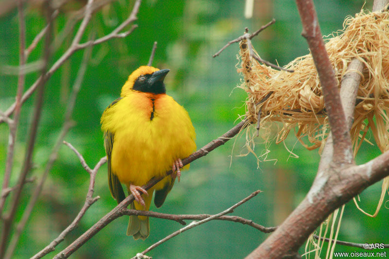 Speke's Weaver, identification