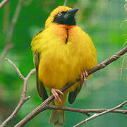 Speke's Weaver