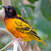 Village Weaver