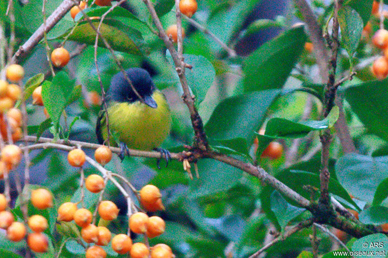 Todirostre familier, identification