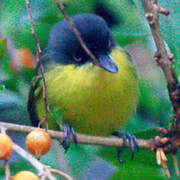 Common Tody-Flycatcher