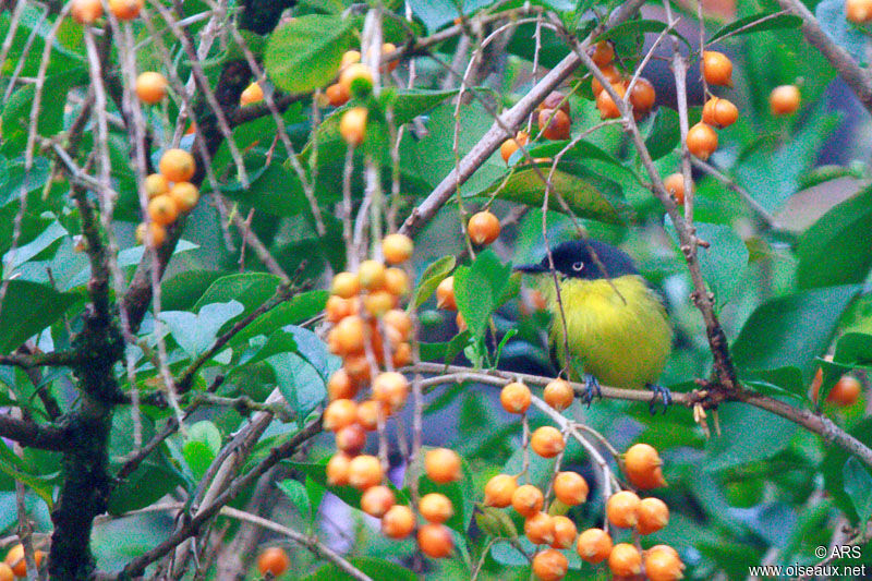 Todirostre familier, identification