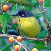 Common Tody-Flycatcher