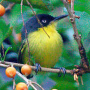 Common Tody-Flycatcher