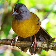 Large-footed Finch