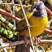 Large-footed Finch