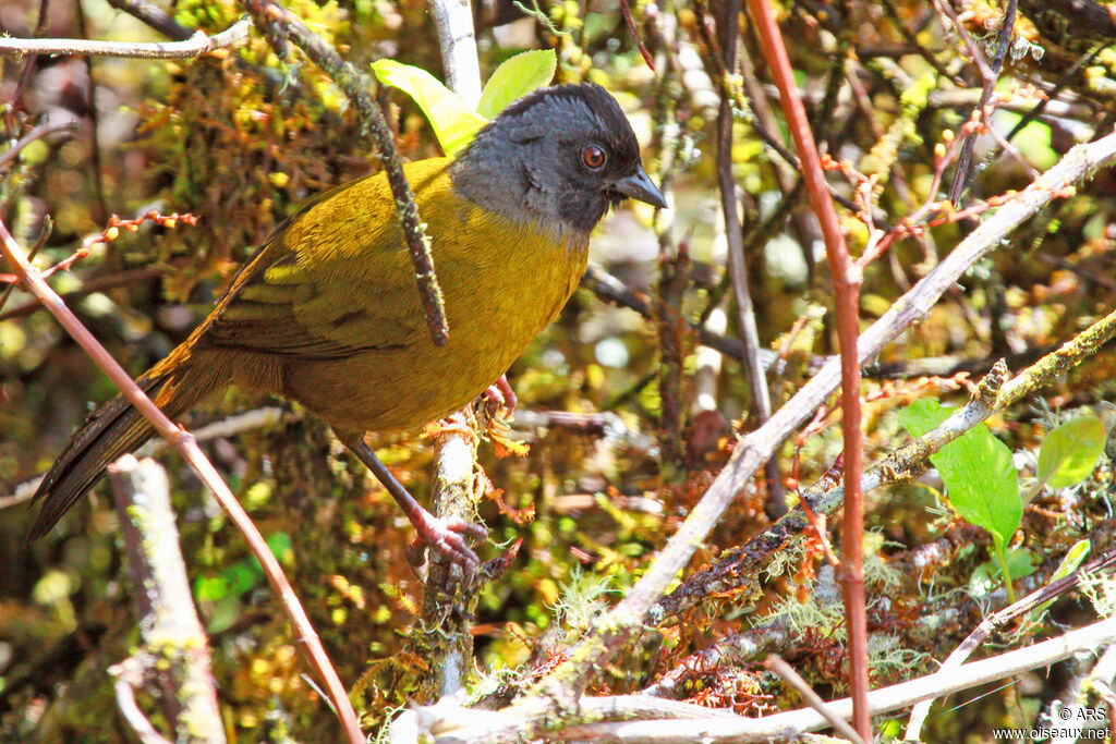 Tohi à grands piedsadulte, portrait