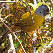 Large-footed Finch