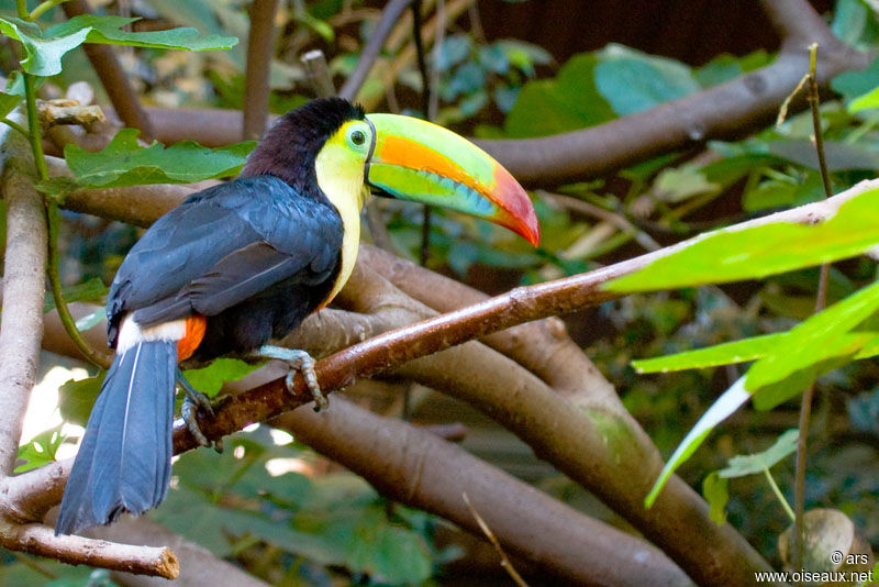 Keel-billed Toucan, identification