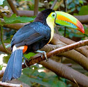 Toucan à carène