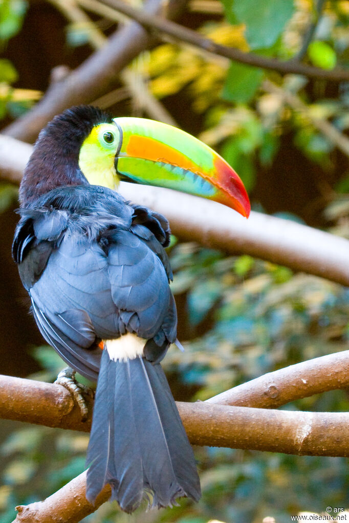 Keel-billed Toucan, identification