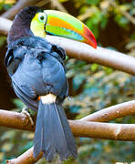 Keel-billed Toucan