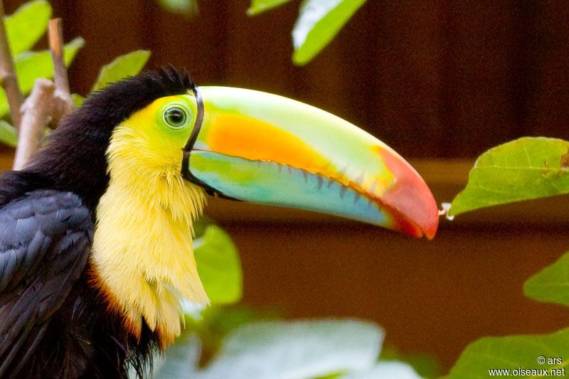 Toucan à carène, identification