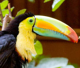 Toucan à carène