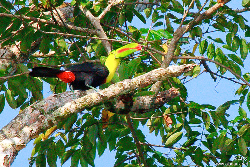 Toucan à carène, identification