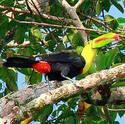 Keel-billed Toucan