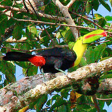 Toucan à carène