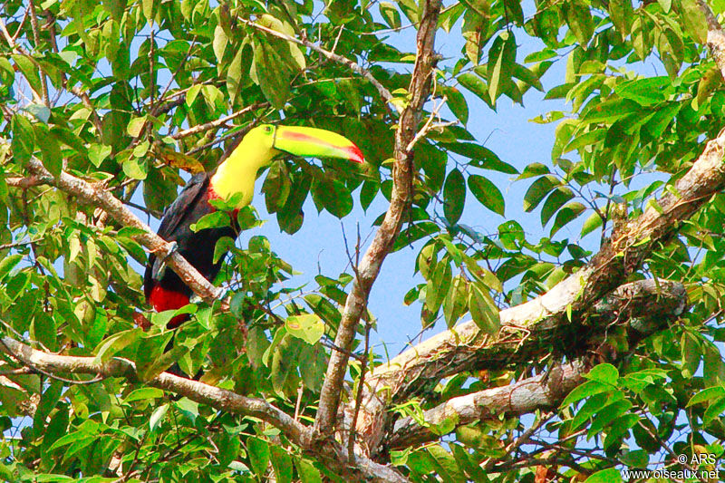 Keel-billed Toucan, identification