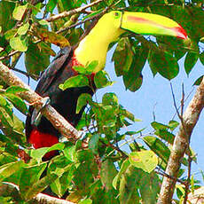 Toucan à carène