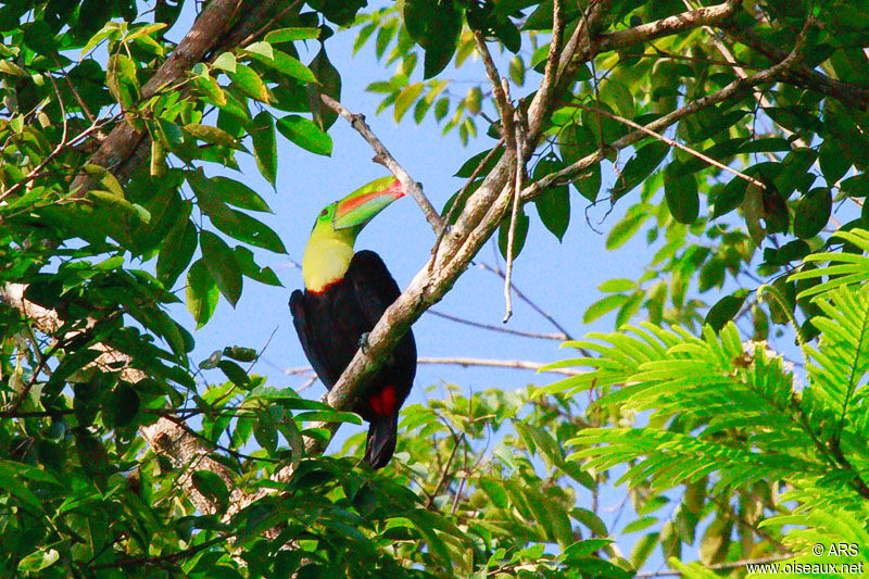 Keel-billed Toucan, identification