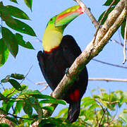 Toucan à carène