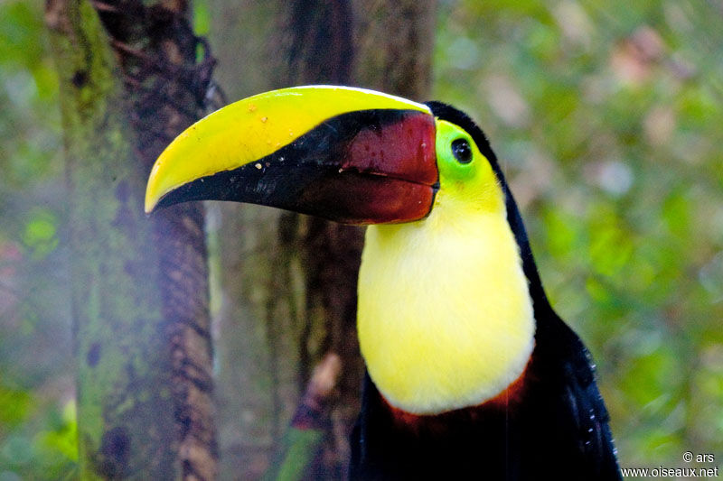 Yellow-throated Toucan (swainsonii), identification