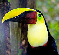 Yellow-throated Toucan (swainsonii)