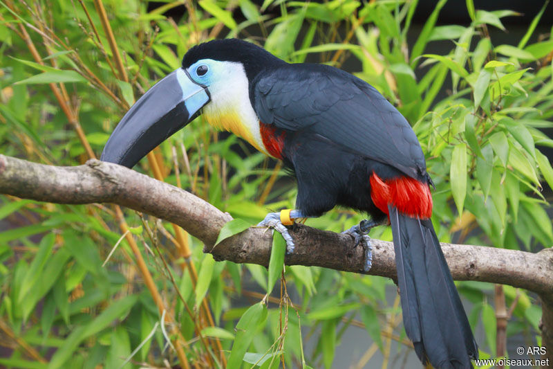 Channel-billed Toucan, identification