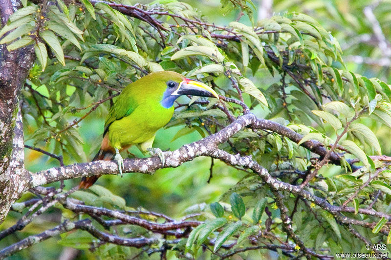 Toucanet à gorge bleue, identification