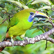 Toucanet à gorge bleue