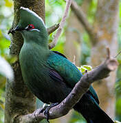 Black-billed Turaco