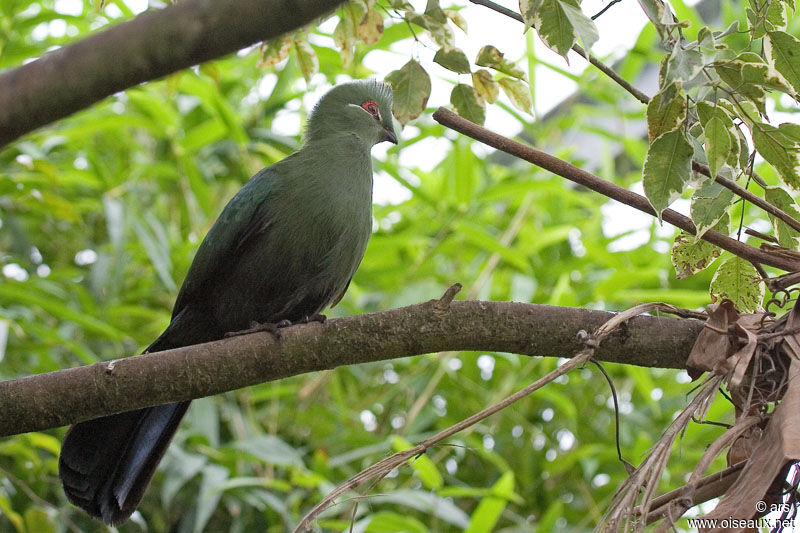 Touraco à bec noir, identification