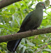 Black-billed Turaco