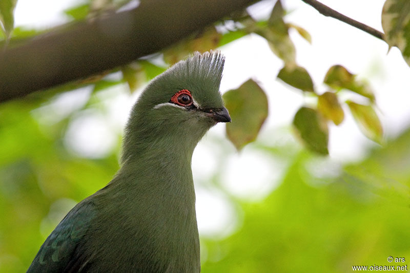 Black-billed Turaco, identification