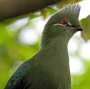 Black-billed Turaco