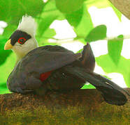 White-crested Turaco